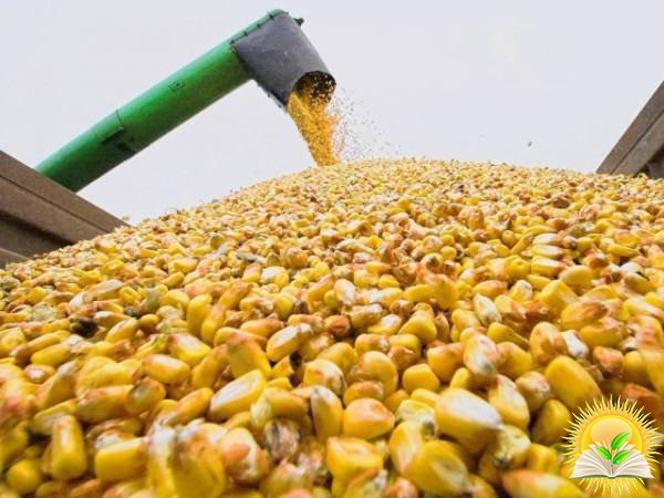 В Україні стартувала прибирання кукурудзи при врожайності 4,14 т / га - Урожай онлайн 2020