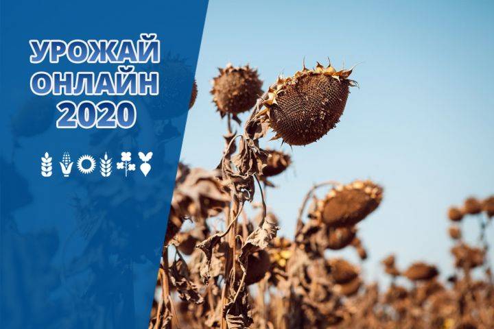 Sunflower harvesting is coming to the finish line in Ukraine - Harvest online 2020