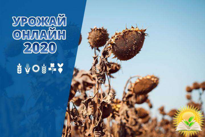 В Украине подходит к финишу уборка подсолнечника — Урожай онлайн 2020