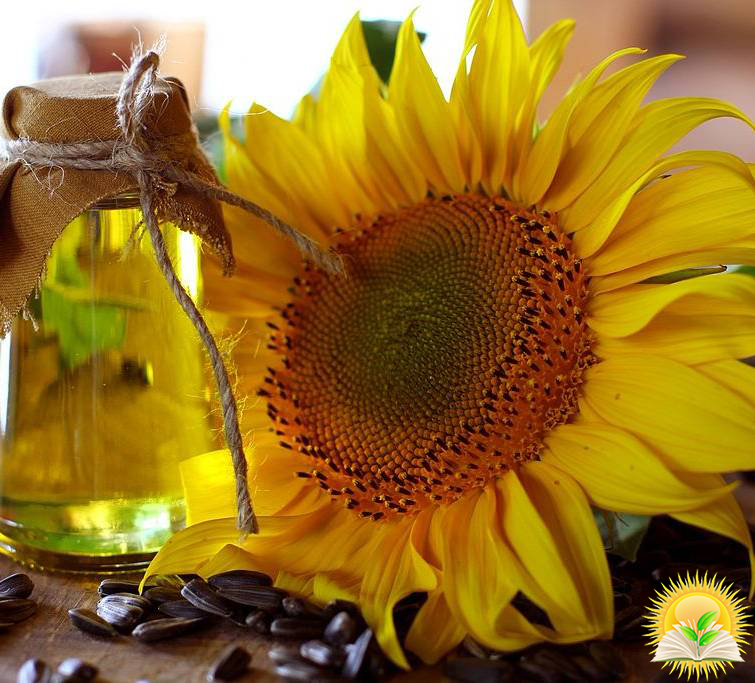 Prices for Ukrainian sunflower oil are growing due to a shortage of raw materials - Refinitiv