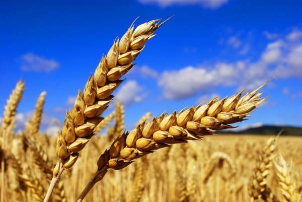 Exports of Ukrainian wheat decreased by 10% since the beginning of the season
