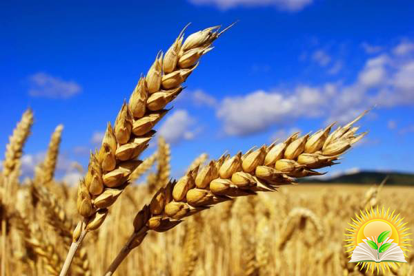 Exports of Ukrainian wheat decreased by 10% since the beginning of the season