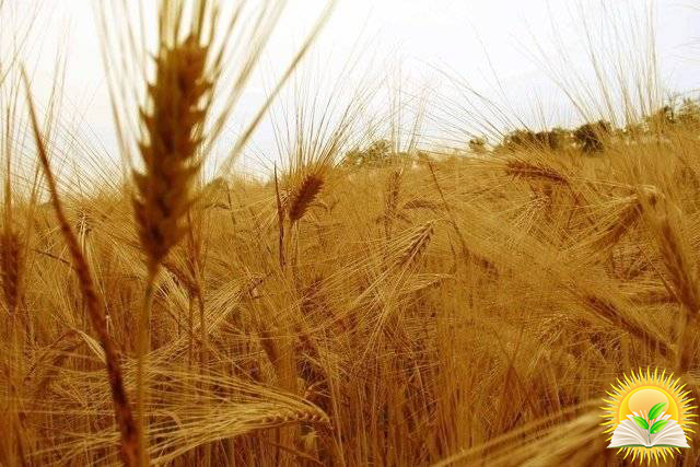 Wheat Prices Are Falling Due to Decreasing Demand