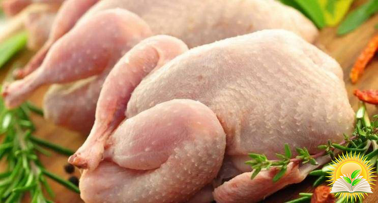 Chicken Meat Export From Ukraine Became a Record in 2020 