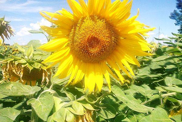 Ukrainian Farmers Will Harvest 10.5 Million Tons of Sunflower