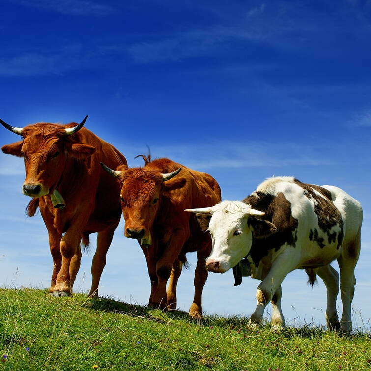 Import Duties on Cattle Will Be Canceled