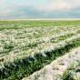 Winter crops are decreasing due to export problems