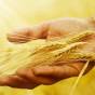 The wheat harvest forecast for Ukraine is increased by all controllers of the agro-industrial complex market