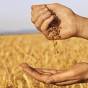 Українські аграрії закликають уряд  відмовитись від нововведень у регулюванні експорту зерна