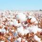 Юг Украины становится регионом, благоприятным для выращивания хлопчатника. Південь України стає регіоном, сприятливим для вирощування бавовнику The south of Ukraine is becoming a region favorable for growing cotton